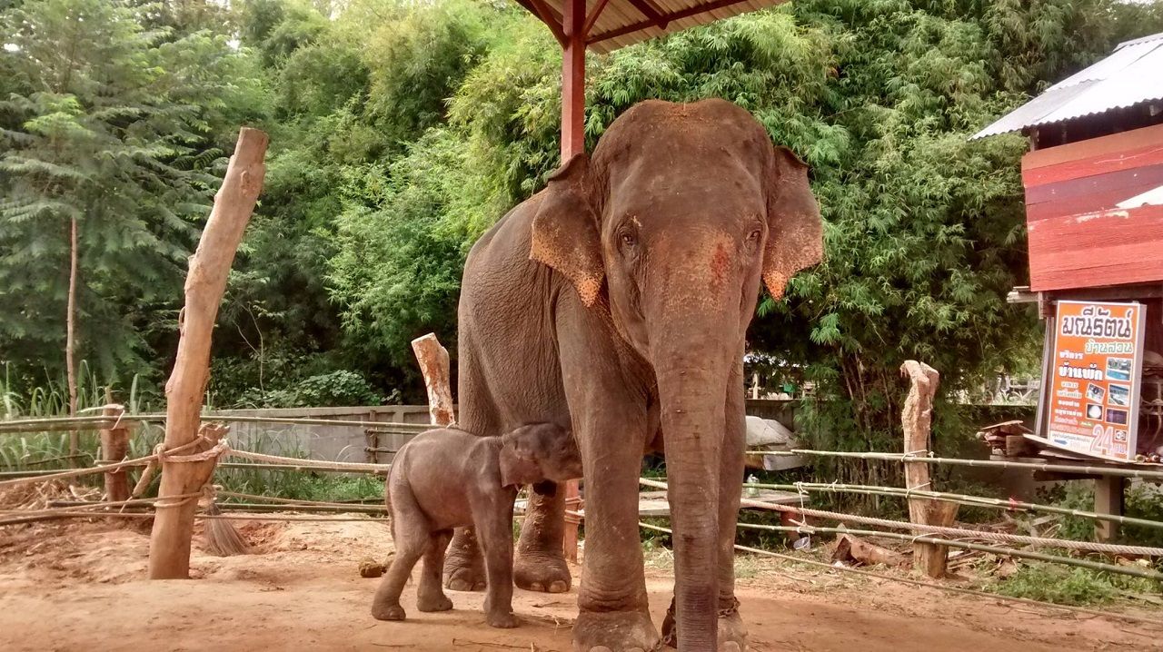 bangkok elephant